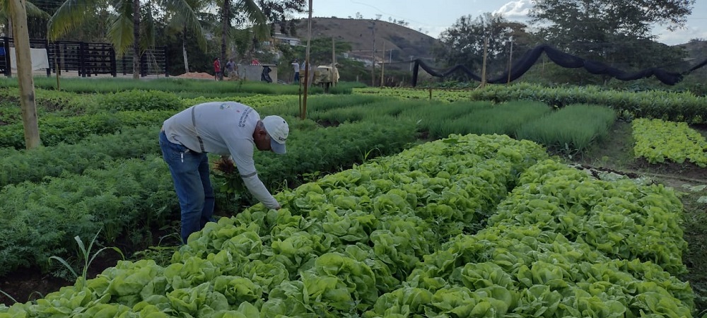 Imagem da notícia: Hortão municipal produziu 1.593 kg de legumes e frutas e 98 caixas de verduras em outubro