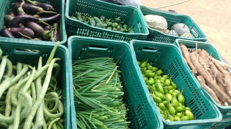 Hortão municipal produziu 1.172 kg de legumes e frutas e 163 caixas de verduras em junho